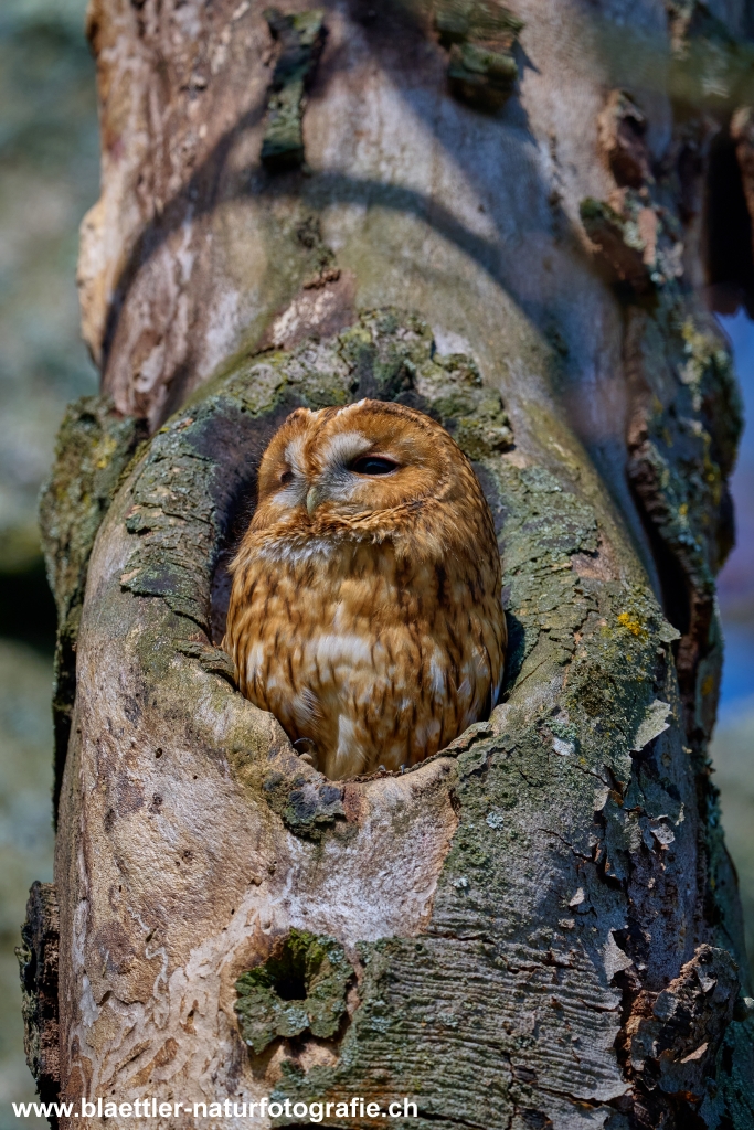 Waldkauz (Strix aluco) &copy; Oliver Bl&auml;ttler